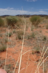 Aristida meridionalis