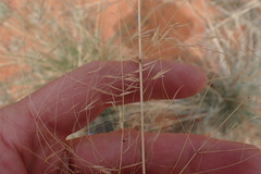 Aristida meridionalis