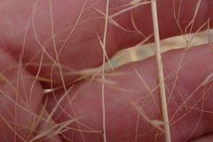 Aristida meridionalis