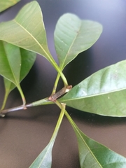 Alstonia angustifolia