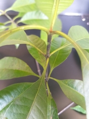 Alstonia angustifolia