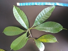 Alstonia angustifolia