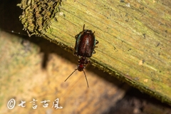 Physodera eschscholtzii