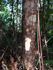 Alstonia angustifolia