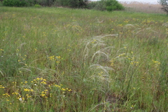 Stipa borysthenica