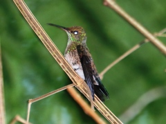 Saucerottia