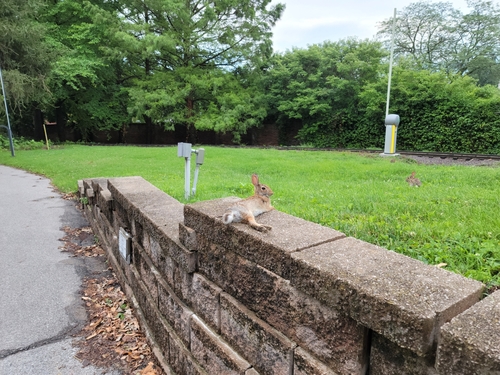 Eastern Cottontail photographed in Missouri