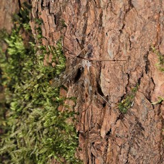 Tipula scripta