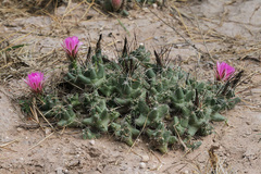 Coryphantha macromeris runyonii