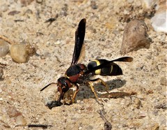 Euodynerus crypticus