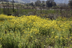 Senecio subcanescens