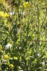 Senecio subcanescens