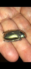 Chrysina