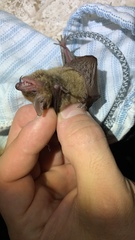 Myotis fortidens