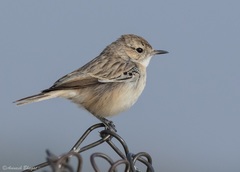 Saxicola macrorhynchus
