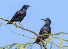 Sturnus vulgaris