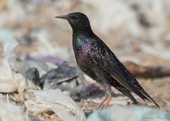 Sturnus vulgaris