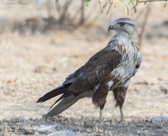 Buteo rufinus