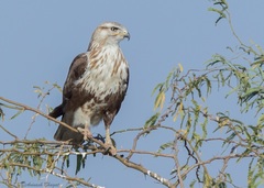Buteo rufinus