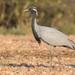 Cranes - Photo (c) Avinash Bhagat, some rights reserved (CC BY-NC), uploaded by Avinash Bhagat