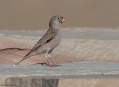 Bucanetes githagineus