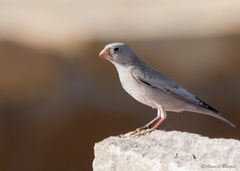 Bucanetes githagineus