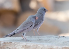 Bucanetes githagineus