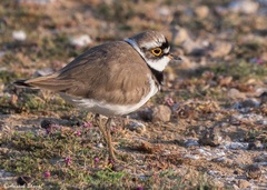 Charadrius dubius