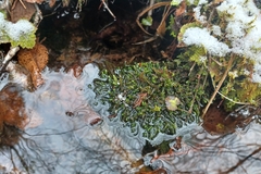 Rhynchostegium aquaticum
