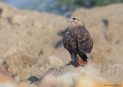 Buteo rufinus