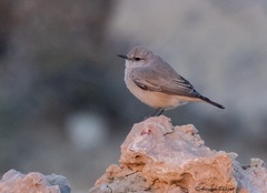Oenanthe chrysopygia