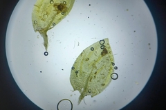 Rhynchostegium aquaticum