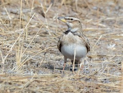 Melanocorypha bimaculata