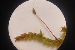 Rhynchostegium aquaticum