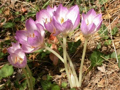 Colchicum bivonae