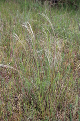 Stipa borysthenica