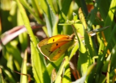 Colias electo electo