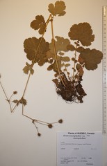 Geum macrophyllum macrophyllum