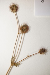 Geum macrophyllum macrophyllum