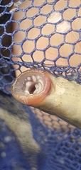 Carpathian Brook Lamprey photo 3