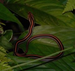 Oligodon octolineatus