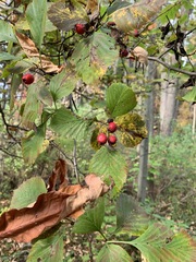 Crataegus calpodendron