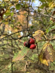 Crataegus calpodendron