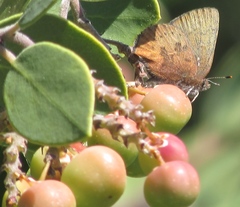Callophrys augustinus iroides