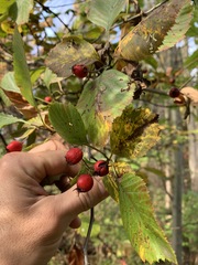 Crataegus calpodendron
