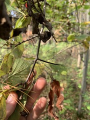 Crataegus calpodendron