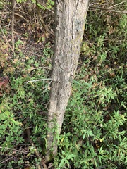 Crataegus calpodendron