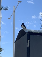 Rhipidura leucophrys