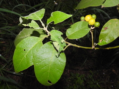 Solanum erianthum