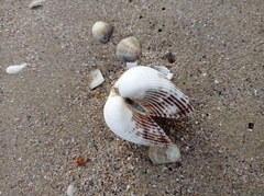 Anadara kagoshimensis